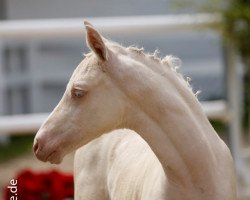 Dressurpferd Stute von Dating AT / White Gold B (Deutsches Reitpony, 2019, von Dating At NRW)