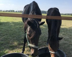 broodmare Dancing Püppy ST (German Riding Pony, 2012, from Dance Star AT)