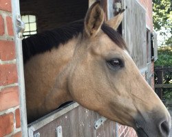 broodmare RR's Coco (German Riding Pony, 2010, from FS Champion de Luxe)