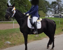 dressage horse Ianthe (Trakehner, 2013, from Donauklang)