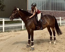 dressage horse Arango 2 (Trakehner, 2013, from Herbstkönig 2)