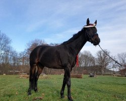 broodmare Romy P 3 (Hanoverian, 2014, from Riccione)