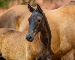 broodmare Kadenza 4 (Trakehner, 2020, from E.H. Millennium)