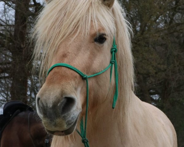 Pferd Lynn (Fjordpferd, 2009, von Gandalf)