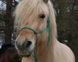 horse Lynn (Fjord Horse, 2009, from Gandalf)