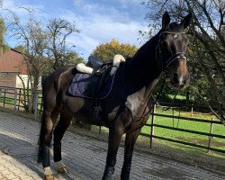 dressage horse Replay 29 (Oldenburg, 2006, from Argentinus)