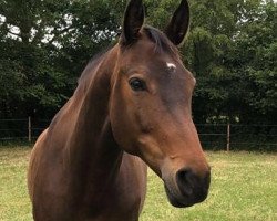 broodmare Isengard (Trakehner, 2004, from Domhardt)