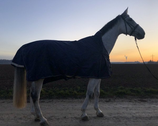 Springpferd Cuccino Nobile (Österreichisches Warmblut, 2008, von Casinos)