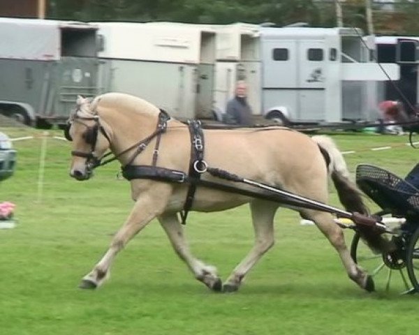 broodmare Lila (Fjord Horse, 2005, from Dylan)