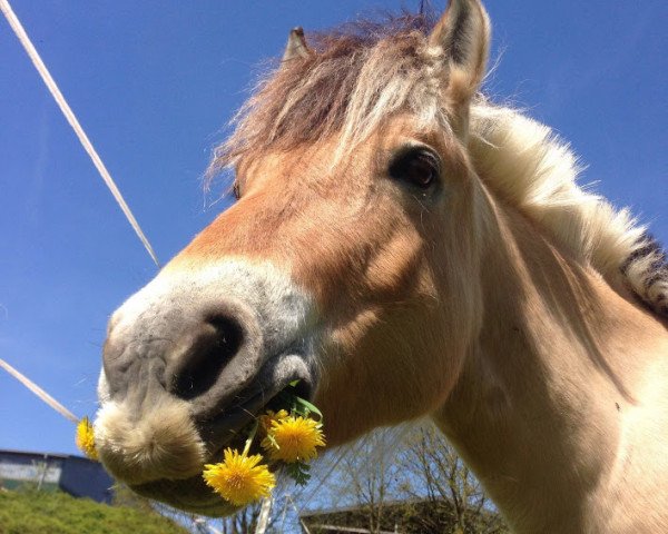 Pferd Limone (Fjordpferd, 2009, von Minor II 11 F)