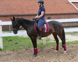 horse Luxus Pur (German Riding Pony, 2015, from Chambolain)