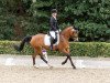 dressage horse Honey 115 (German Riding Pony, 2013, from Halifax)