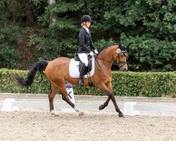 dressage horse Honey 115 (German Riding Pony, 2013, from Halifax)