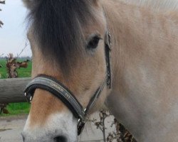 broodmare Helma (Fjord Horse, 1987, from Tunar NL-I-52)