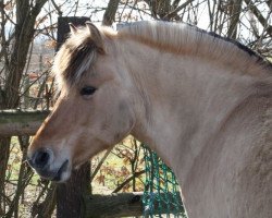 horse Hendrikje (Fjord Horse, 1998, from Illiano)