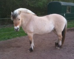 broodmare Jellina (Fjord Horse, 2002, from Jon Halsnæs)