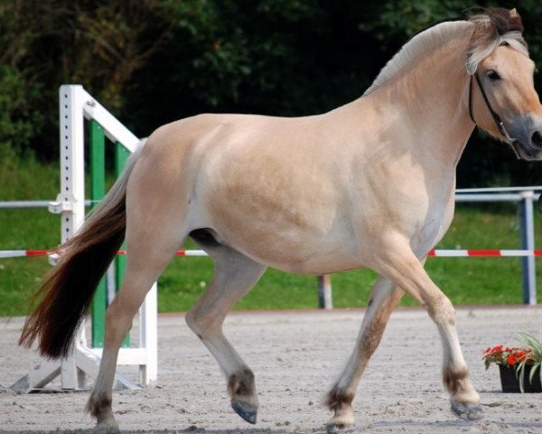 horse Jalda (Fjord Horse, 2006, from Herman N.2707)