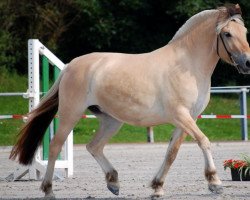 horse Jalda (Fjord Horse, 2006, from Herman N.2707)