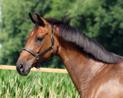 broodmare Sirka (Hanoverian, 2008, from Sir Donnerhall I)