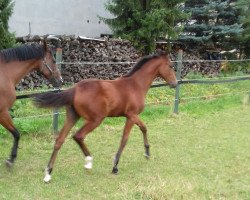 broodmare Omara 14 (German Warmblood, 2016, from Orlando van de Heffinck)