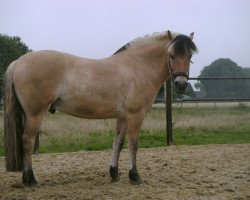 dressage horse Hamlet (Fjord Horse, 2003, from Haavaniko)