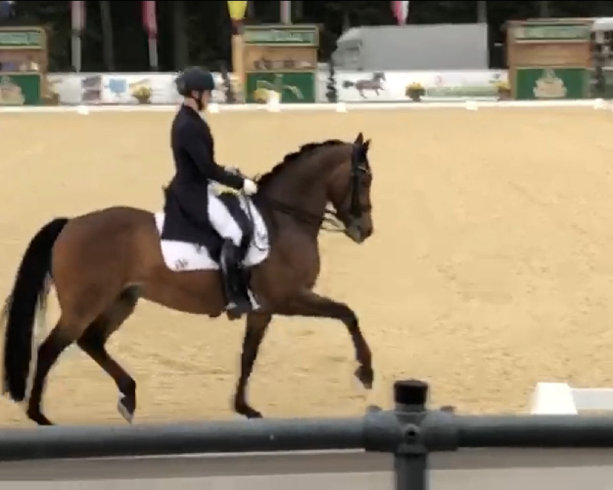 dressage horse Scolari's Sixpack (Hanoverian, 2010, from Scolari)