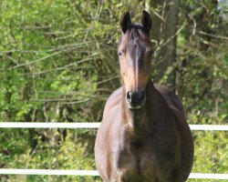 broodmare Mona Lisa 310 (Hanoverian, 1997, from Mont du Cantal AA)