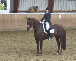 broodmare Hyade 4 (Hanoverian, 2008, from Hochadel)