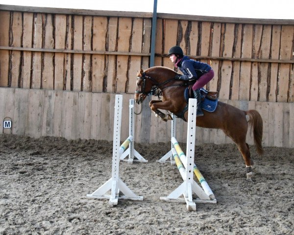 dressage horse Pin Rock's Poppius (Welsh Partbred, 2011, from Pin Rock's Albert 7 WPB)