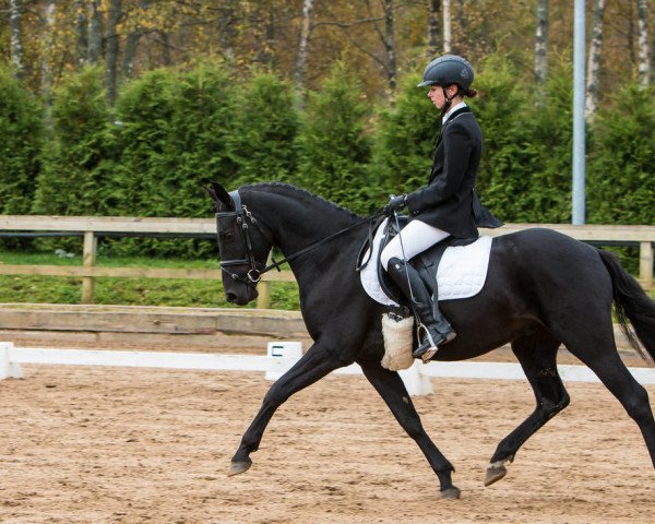 horse Midnight Magic (Estonian Sport, 2013, from Flora's Hof Magic)