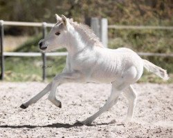 horse Hjertehest Stjernedans (Fjord Horse, 2020, from Bram)