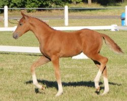 Springpferd Daylight S (Deutsches Reitpony, 2019, von Don Diabolo NRW)