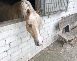 broodmare Golden Dynamite de Luxe (German Riding Pony, 2008, from HET Golden Dream)