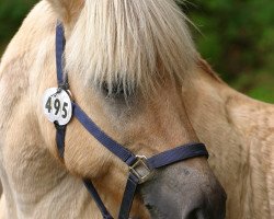 Pferd Harlekin (Fjordpferd, 1984, von Hallodri)