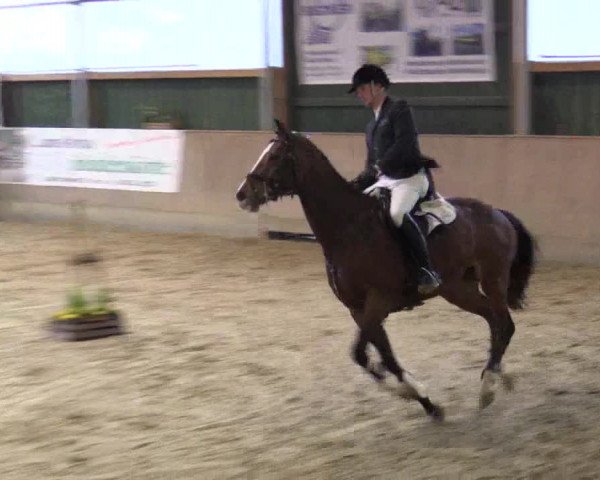 Reitturnier Velen 2016