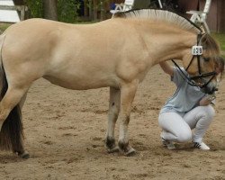 broodmare Skara (Fjord Horse, 2009, from Resen N.2673)