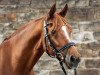 dressage horse Hesselteichs Lucky Moon (German Riding Pony, 2010, from Lucky Lao II)