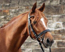 dressage horse Hesselteichs Lucky Moon (German Riding Pony, 2010, from Lucky Lao II)