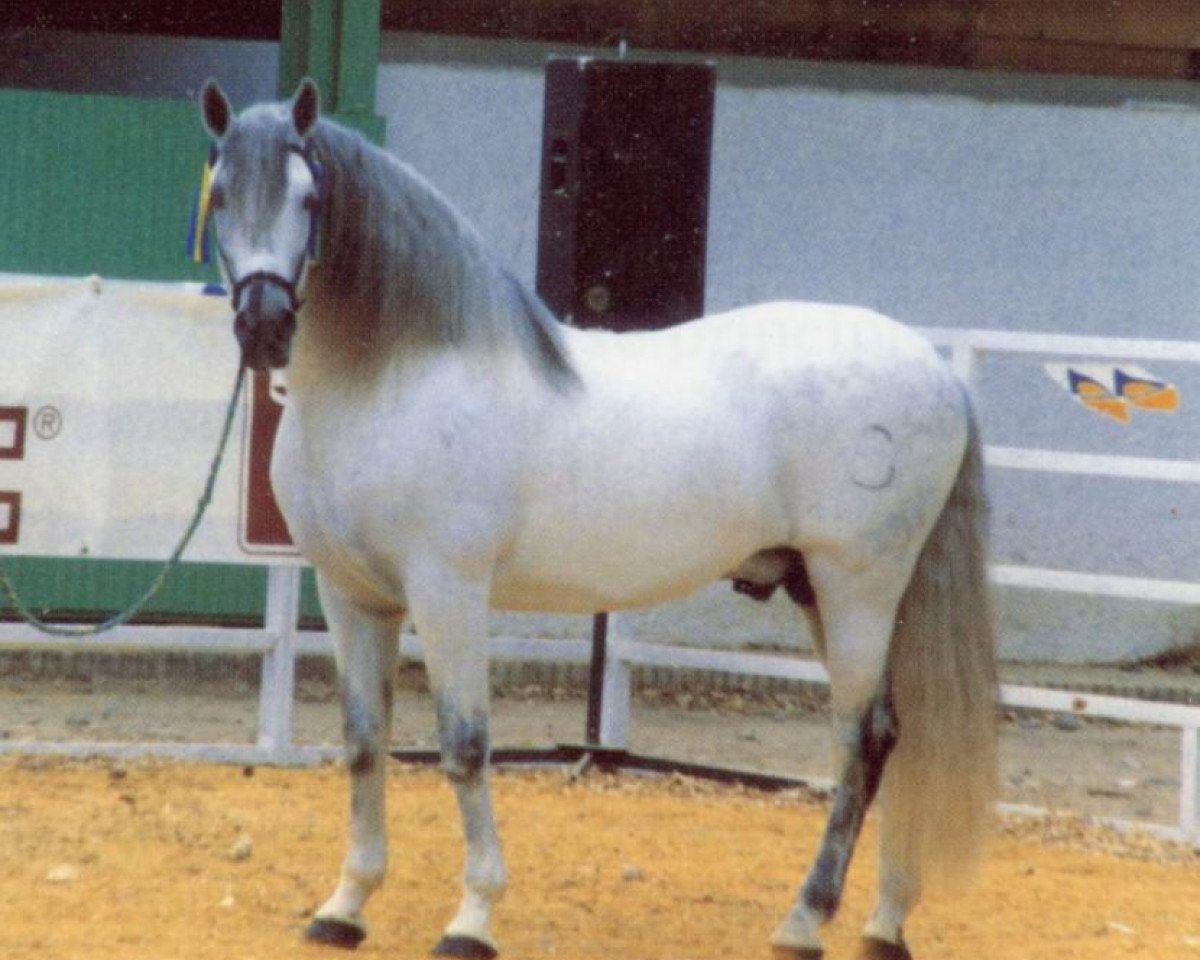 Deckhengst Guadalimar II (Pura Raza Espanola (PRE), 1978, von Odioso V)