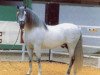 stallion Guadalimar II (Pura Raza Espanola (PRE), 1978, from Odioso V)