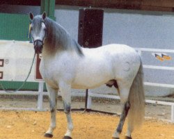 stallion Guadalimar II (Pura Raza Espanola (PRE), 1978, from Odioso V)