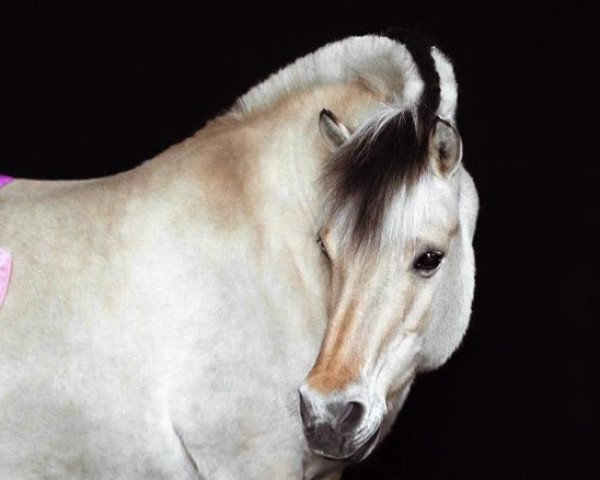 broodmare Swane (Fjord Horse, 1998, from Roni Baron)