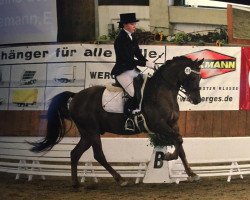 dressage horse Der Kleine Lord 19 (German Riding Pony, 2008, from Three-Stars Dumbledore)