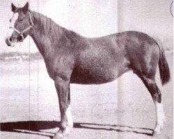 Zuchtstute Santa Maria (Quarter Horse, 1938, von Plaudit)