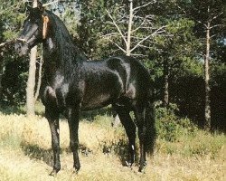 stallion Granate 1973 (Pura Raza Espanola (PRE), 1973, from Mariscal X)