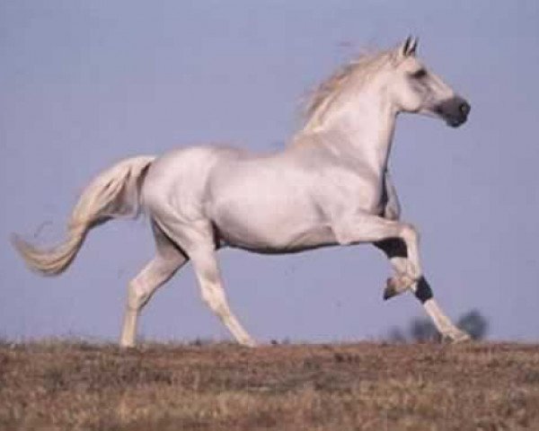 stallion Granadino XI (Pura Raza Espanola (PRE), 1978, from Leviton)