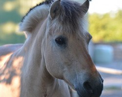 broodmare Svenja (Fjord Horse, 1992, from Björn II)