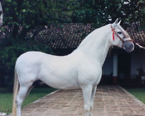 Deckhengst Genil (Pura Raza Espanola (PRE), 1975, von Poseido III)