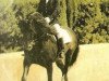 stallion Galeon III (Pura Raza Espanola (PRE), 1980, from Nostalgico)