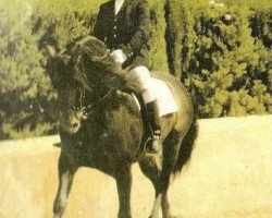 stallion Galeon III (Pura Raza Espanola (PRE), 1980, from Nostalgico)